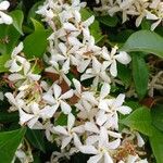 Trachelospermum jasminoides Flower