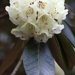 Rhododendron macabeanum Çiçek