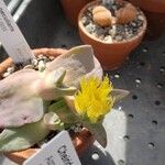 Cheiridopsis peculiaris Fleur