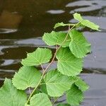 Tilia tomentosa 葉