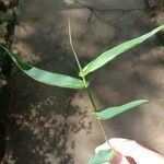 Arthraxon hispidus Leaf