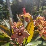 Cerbera manghas Blüte