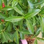 Ardisia crenata Blad