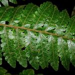 Cyathea cyatheoides Yaprak