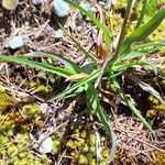 Poa alpina Feuille