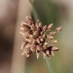 Fimbristylis cymosa Fruit