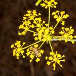 Kundmannia sicula Flower