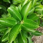 Viburnum sieboldii Levél