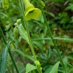 Nicotiana langsdorffiiFlor