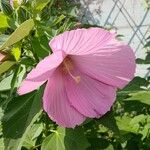 Hibiscus moscheutos花