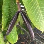 Plumeria rubra Fruit