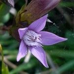 Gentianella germanica Flor