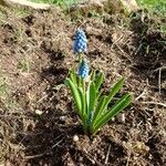 Muscari armeniacum Flower