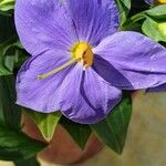 Exacum trinervium Blüte