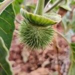 Datura inoxia Fruit