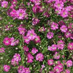 Gypsophila muralis Libunga