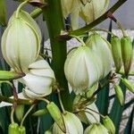 Yucca gloriosa ফুল