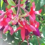 Fuchsia magellanicaVirág