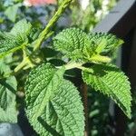 Stachytarpheta frantzii Leaf