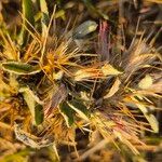 Dicoma tomentosa Fruit