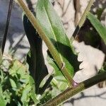 Hesperis laciniata 葉