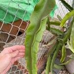 Hylocereus trigonus Blad