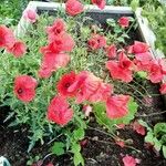 Papaver rhoeas Flower