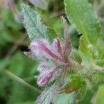 Borago officinalis Inny