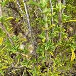 Satureja cuneifolia Листок