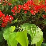 Bauhinia galpinii Leaf