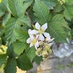 Rubus scaberFlor