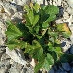 Pastinaca lucida Hoja