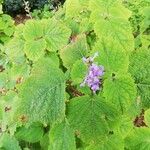 Plectranthus fruticosus Blatt