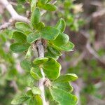 Lycium ferocissimum Leaf