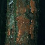 Chrysophyllum pomiferum Corteza