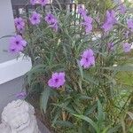 Ruellia simplexÇiçek