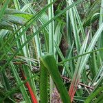 Bromelia pinguin Leht