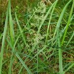 Calamagrostis arundinacea 花