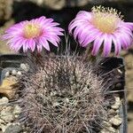 Echinocereus adustus Blomst