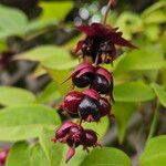 Leycesteria formosa Mbuma