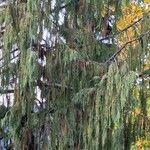 Cupressus cashmeriana Φύλλο