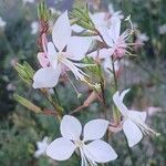 Oenothera lindheimeri ফুল