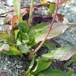 Sonchus bulbosus Likasa