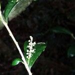 Thecacoris perrieri Çiçek
