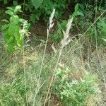 Calamagrostis arundinacea ശീലം