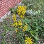 Solidago puberula Flower