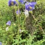 Aquilegia alpinaÇiçek