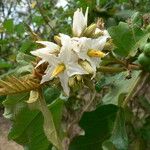 Solanum nudum Flower