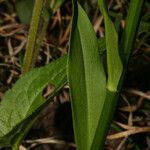 Chamaelirium luteum Leaf