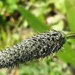 Plantago argentea Kukka